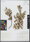 Foto von Salix hastata L.